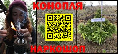 сатива Лесосибирск